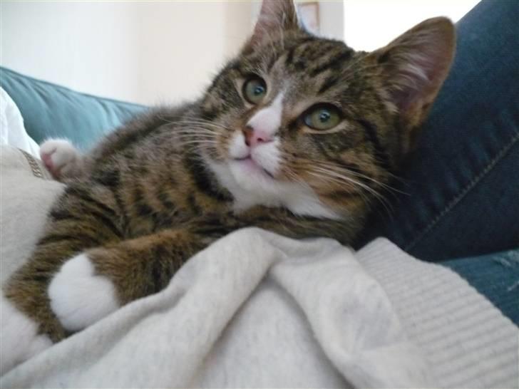 Huskat Theodor billede 7