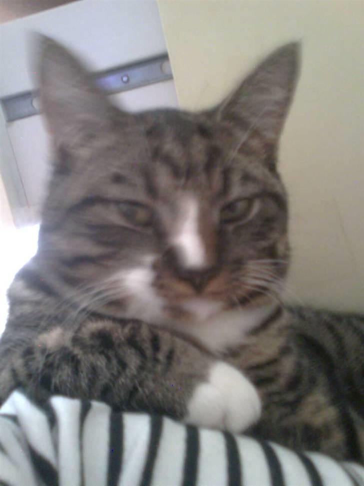 Huskat Hawkeye - Chiller med mor i sengen :-) billede 10