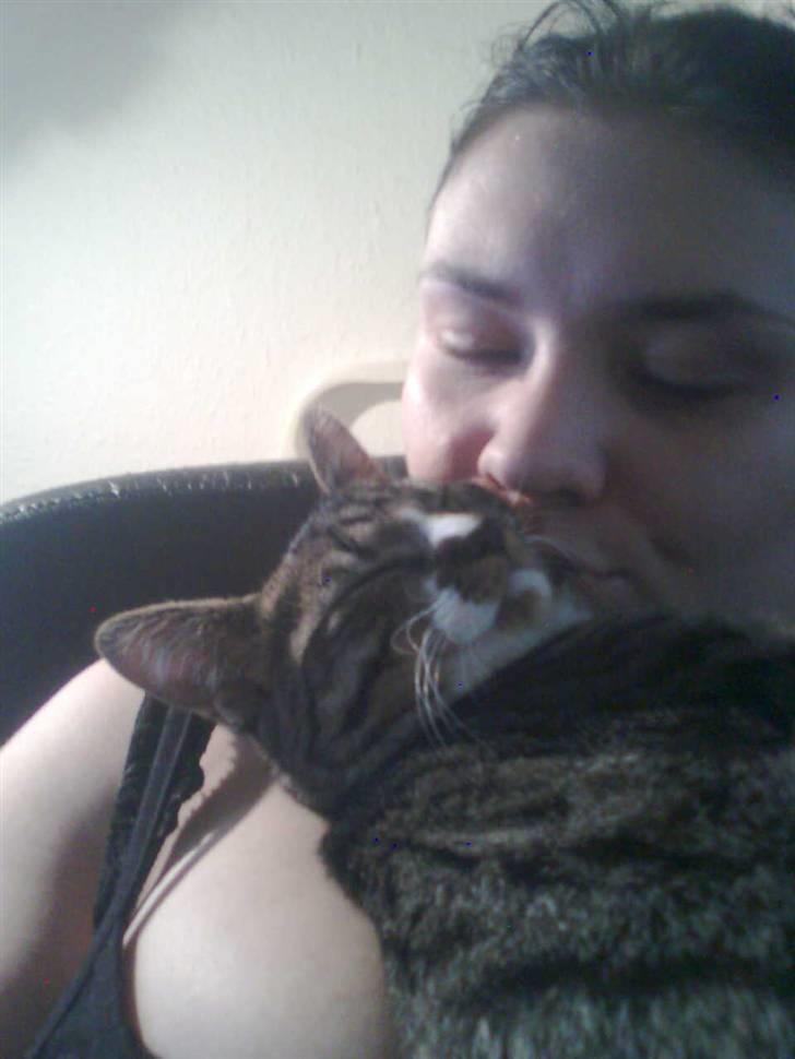 Huskat Hawkeye - "Hende den tossede der giver mig mad og skifter min bakke er nu god nok!" ;-) billede 12