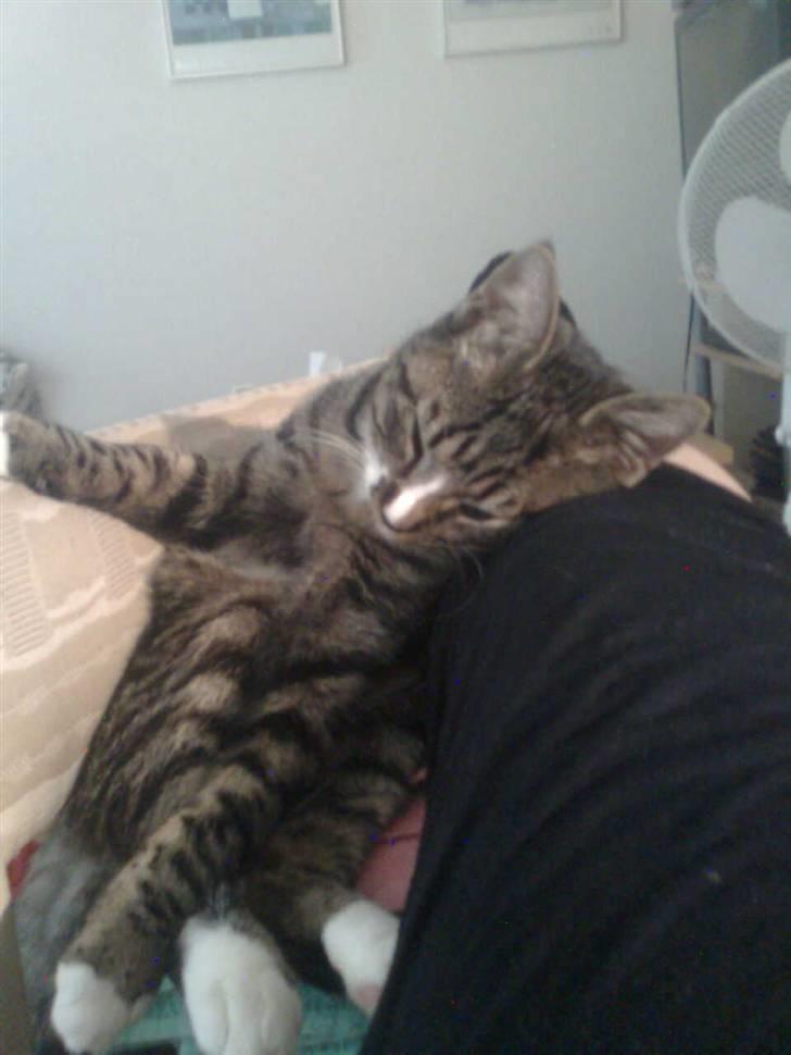 Huskat Hawkeye - Nogle gange kan selv de underligste stillinger være hyggelige nok :-) billede 13