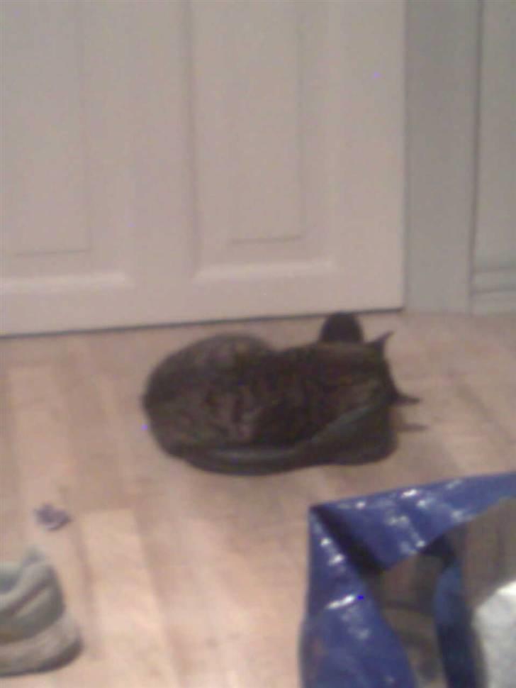 Huskat Hawkeye - Gået kold i mors sko :-) billede 14