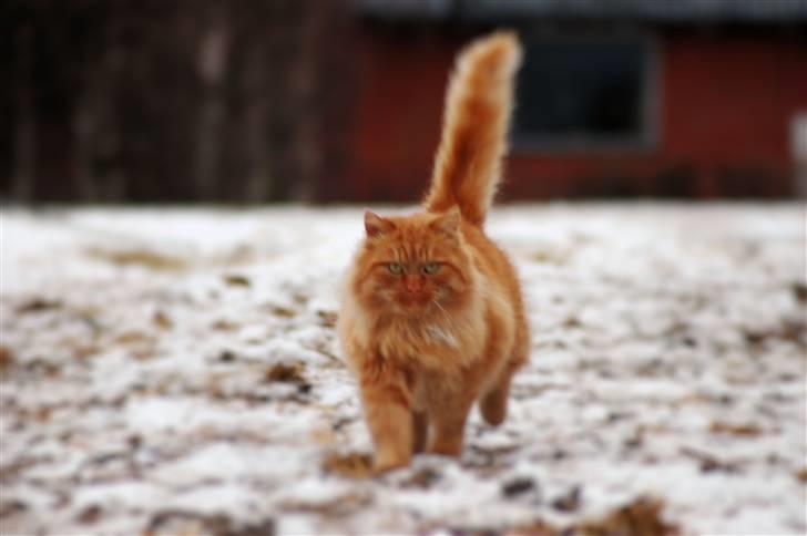 Blanding af racer Sønderstrands Reje - Skønne Reje :) Januar 2010 :)  billede 14