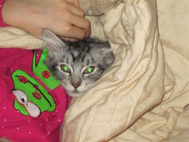 Maine Coon sølvfine billede 12