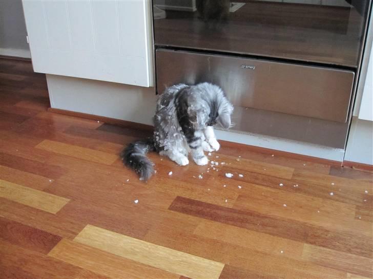 Maine Coon sølvfine billede 13