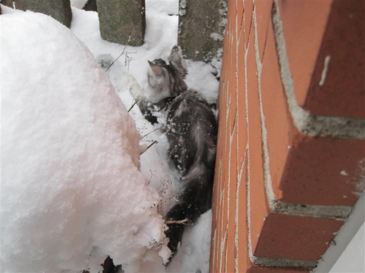 Maine Coon sølvfine billede 14