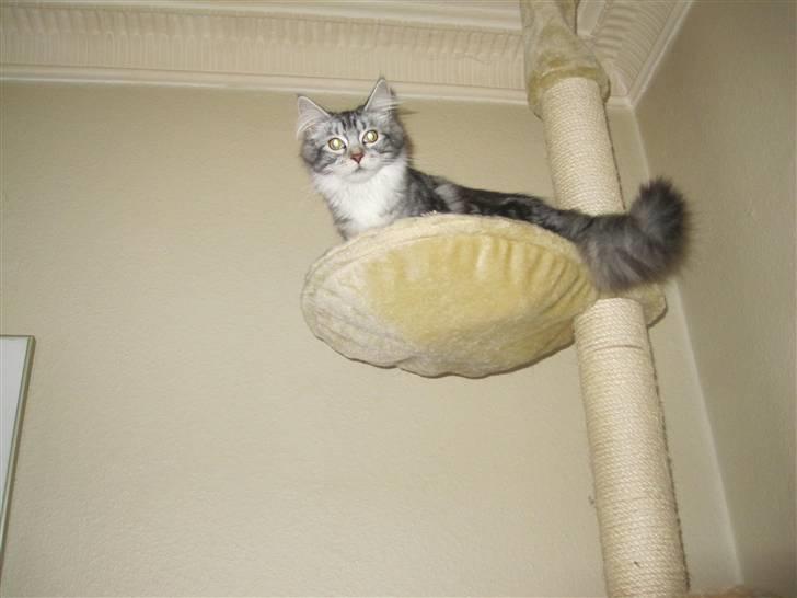 Maine Coon sølvfine billede 16