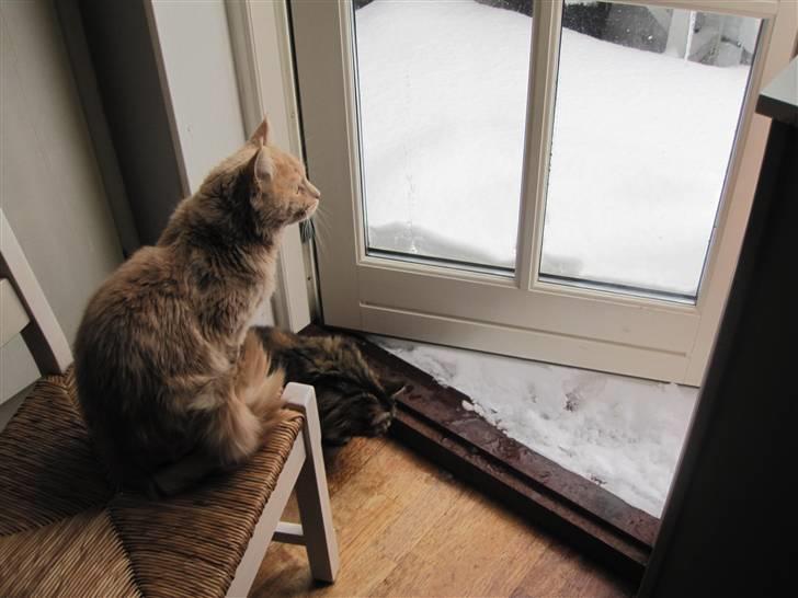 Maine Coon bastian billede 17