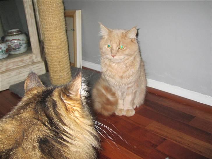 Maine Coon bastian billede 18