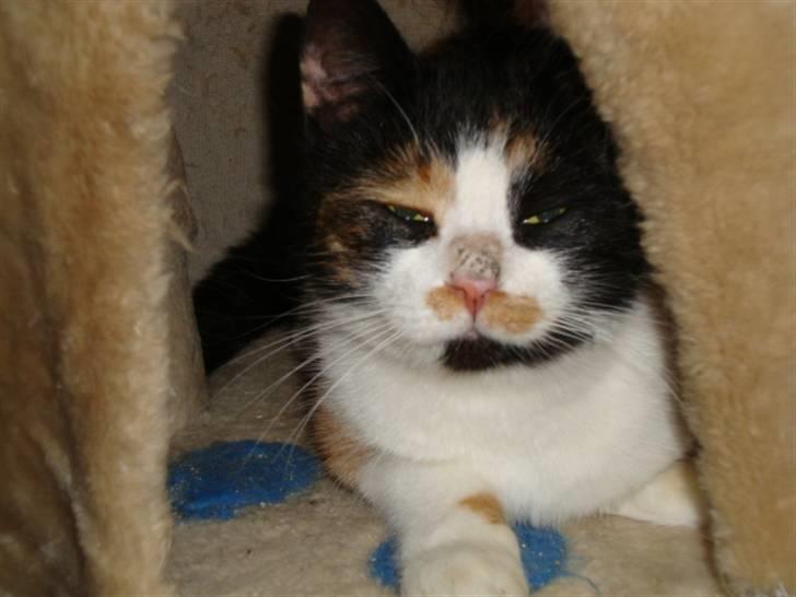 Blanding af racer R.I.P. Blackie  billede 1