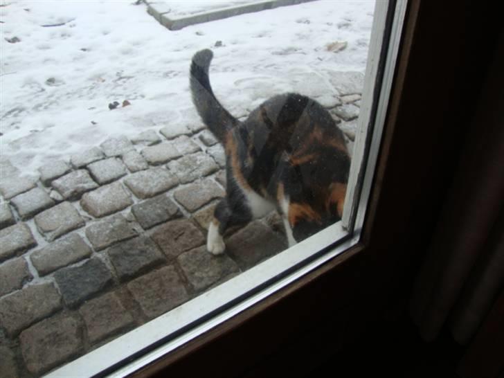 Blanding af racer R.I.P. Blackie  - Kom nu, kom nu kan jeg ikke godt komme ind her, arrh !!! billede 2