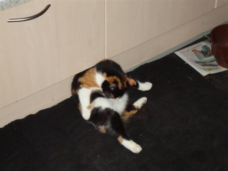 Blanding af racer R.I.P. Blackie  billede 3