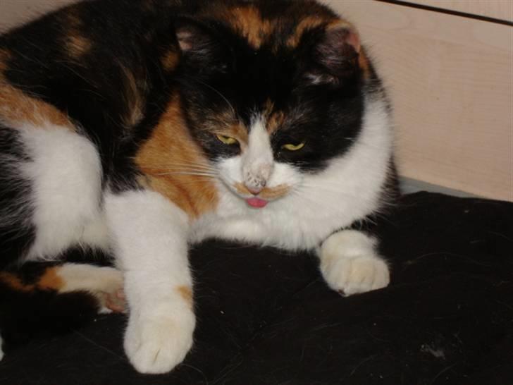 Blanding af racer R.I.P. Blackie  billede 4