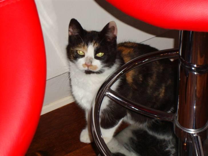 Blanding af racer R.I.P. Blackie  billede 5