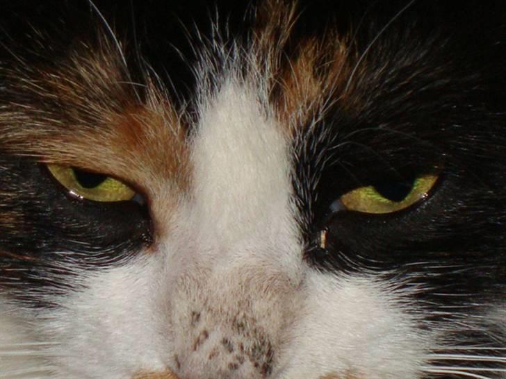 Blanding af racer R.I.P. Blackie  billede 6