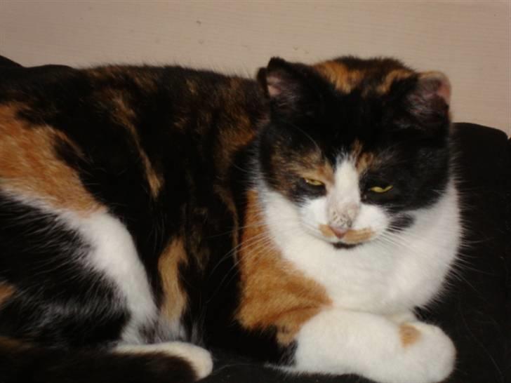 Blanding af racer R.I.P. Blackie  billede 7