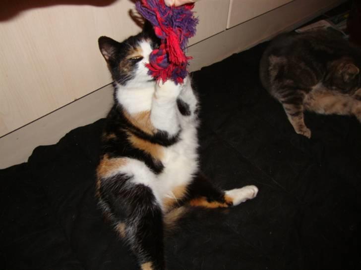 Blanding af racer R.I.P. Blackie  billede 8