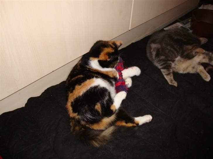 Blanding af racer R.I.P. Blackie  billede 9