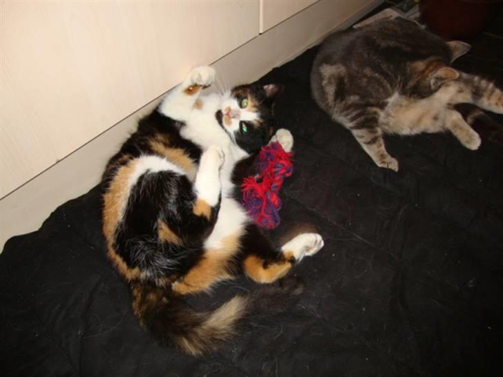 Blanding af racer R.I.P. Blackie  billede 10