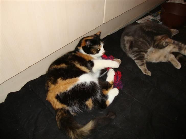 Blanding af racer R.I.P. Blackie  billede 11