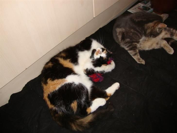 Blanding af racer R.I.P. Blackie  billede 12