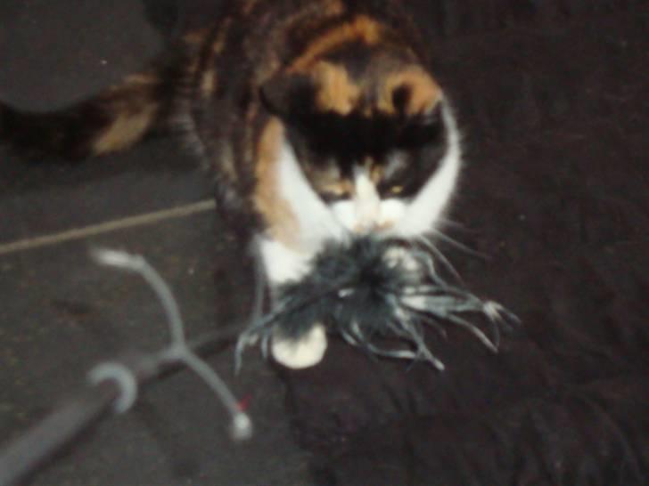 Blanding af racer R.I.P. Blackie  billede 13