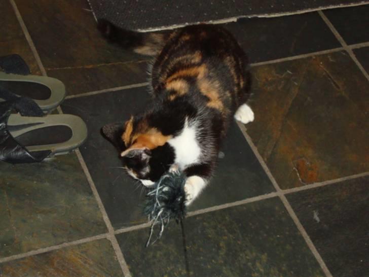 Blanding af racer R.I.P. Blackie  billede 14