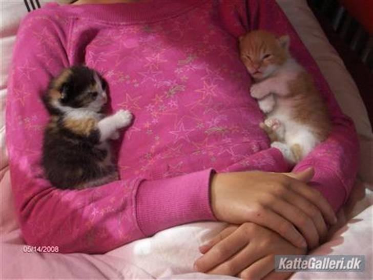 Blanding af racer R.I.P. Blackie  billede 15