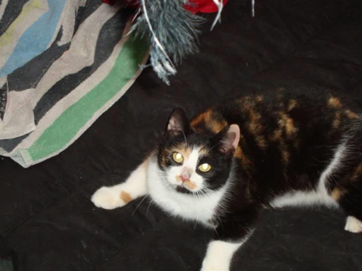 Blanding af racer R.I.P. Blackie  billede 16