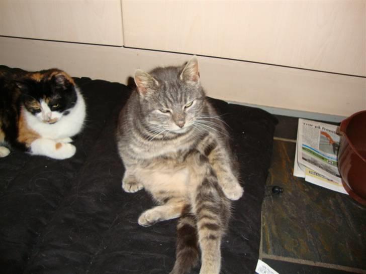 Blanding af racer Pjuske Nuser billede 1