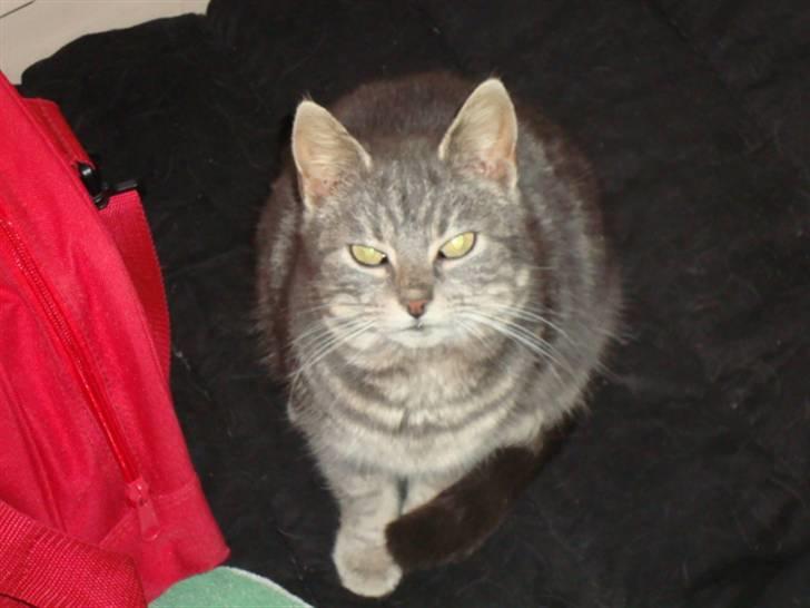 Blanding af racer Pjuske Nuser billede 2