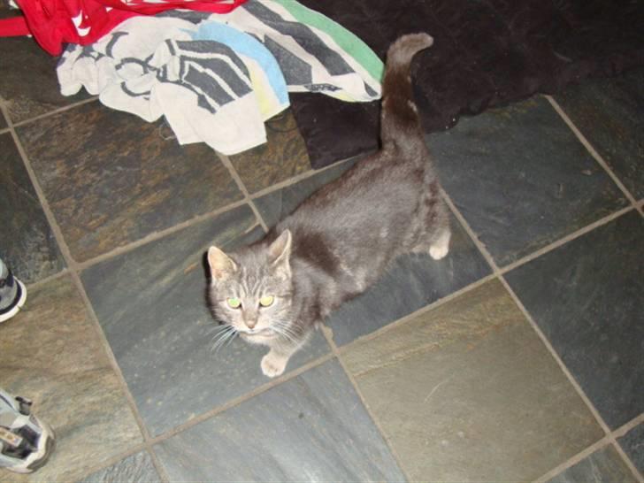 Blanding af racer Pjuske Nuser billede 3