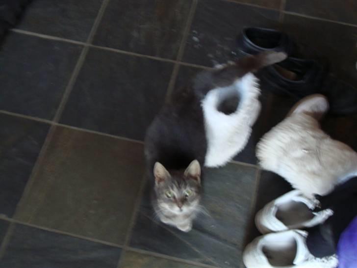 Blanding af racer Pjuske Nuser billede 4