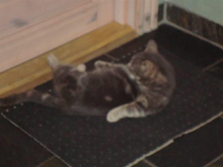 Blanding af racer Pjuske Nuser billede 5