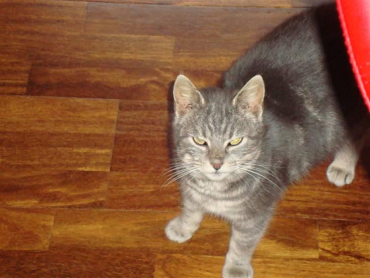 Blanding af racer Pjuske Nuser billede 6