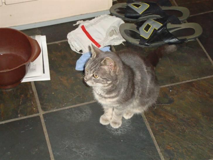 Blanding af racer Pjuske Nuser billede 7