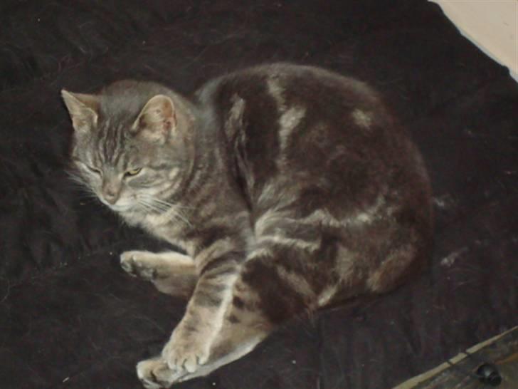 Blanding af racer Pjuske Nuser billede 8