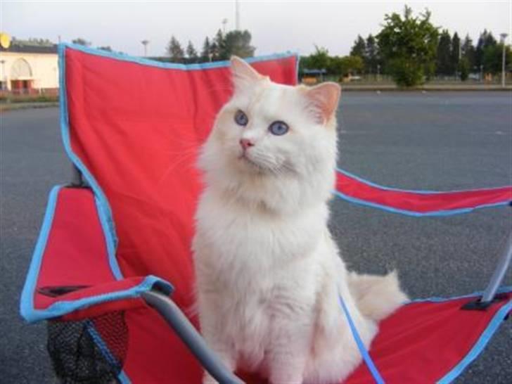 Ragdoll **  DK Wrensted Loui  ** - Loui´s far Fin* Dollicious Candyman billede 12