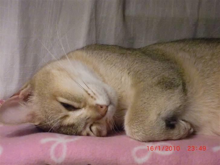 Burmilla Dominique og Duchess - Duchess har det bare dejligt. billede 7