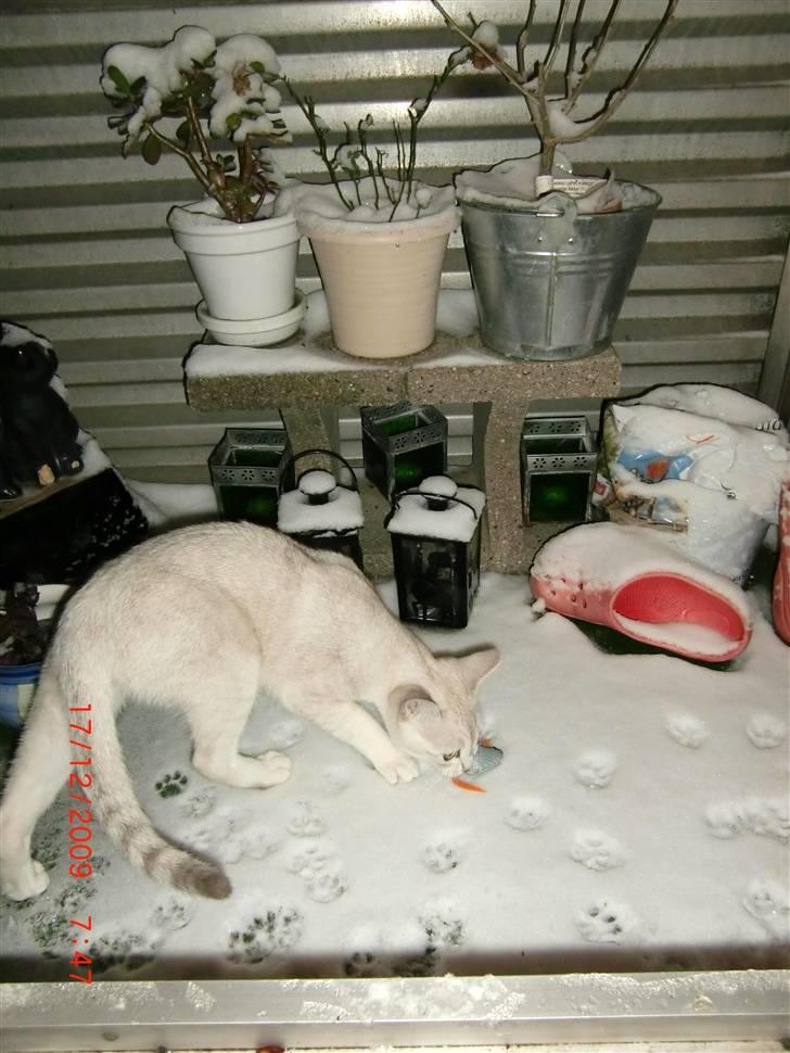 Burmilla Dominique og Duchess - Wilbur henter mus i sneen for første gang- billede 8