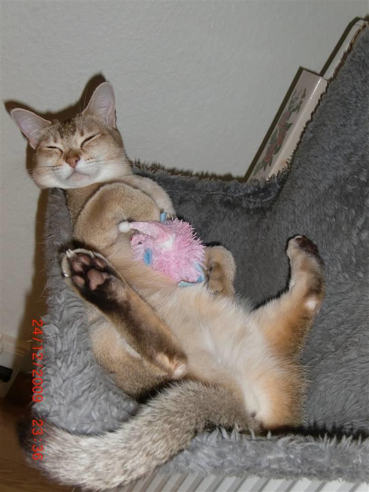 Burmilla Dominique og Duchess - Duchess er blevet træt af at lege med sin julegave. billede 10