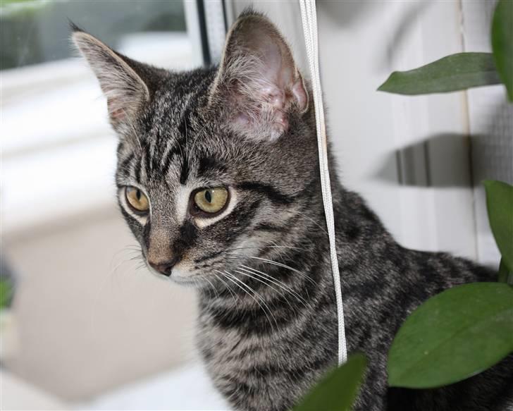 Blanding af racer Hector R.I.P - velkommen til Hector´s profil læg gerne en kommentar og en bedømmelse :D TAK :) billede 1