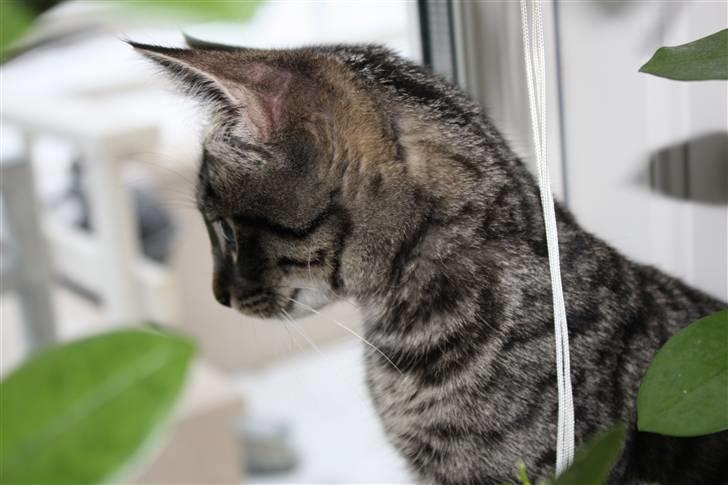 Blanding af racer Hector R.I.P - smukt billede 2