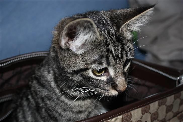 Blanding af racer Hector R.I.P - <3 billede 3