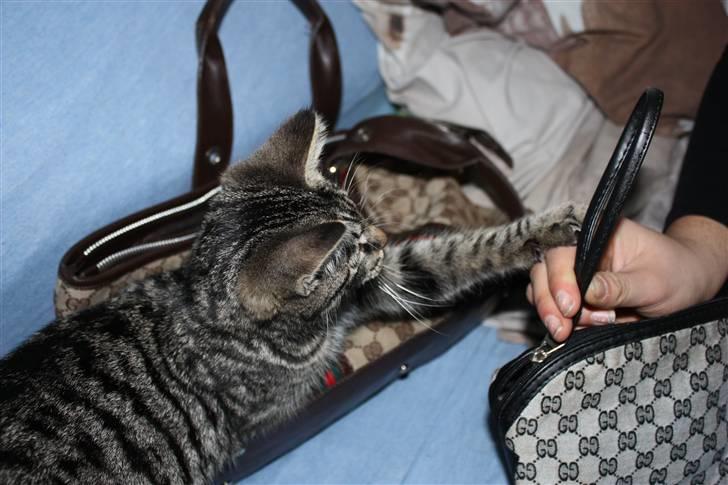 Blanding af racer Hector R.I.P - den nye reklame for Gucci :D hehe billede 4