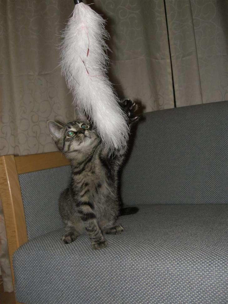 Blanding af racer Hector R.I.P - så sød! billede 5