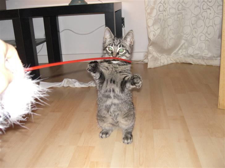 Blanding af racer Hector R.I.P - nær så sød xD :) billede 6