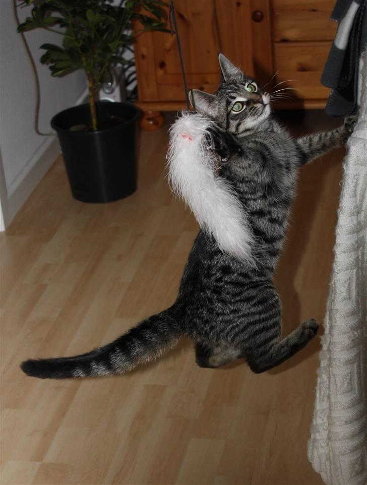 Blanding af racer Hector R.I.P - ja, han flyver, han står ikk på jorden ööö billede 7