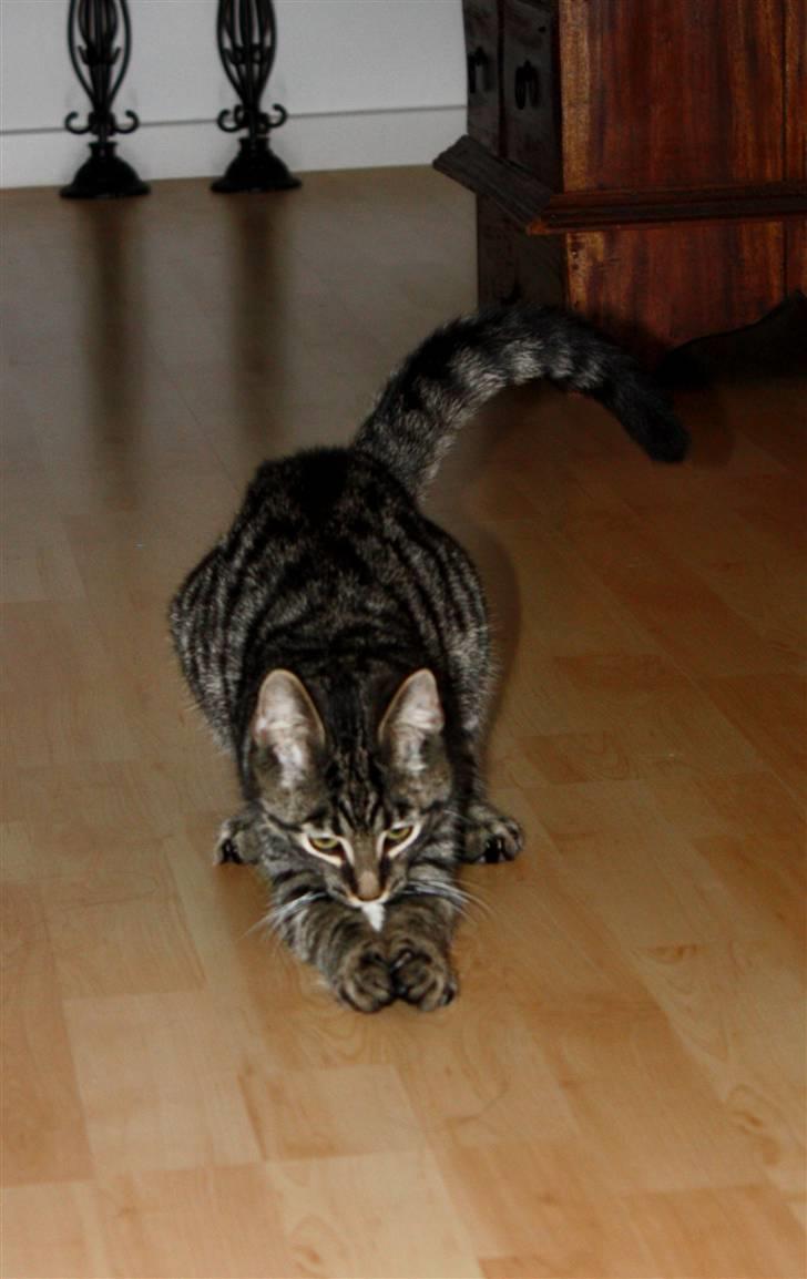 Blanding af racer Hector R.I.P - sweet<3 billede 8