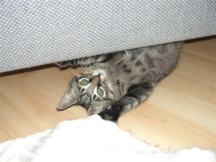 Blanding af racer Hector R.I.P - senge monster :D haha  billede 9