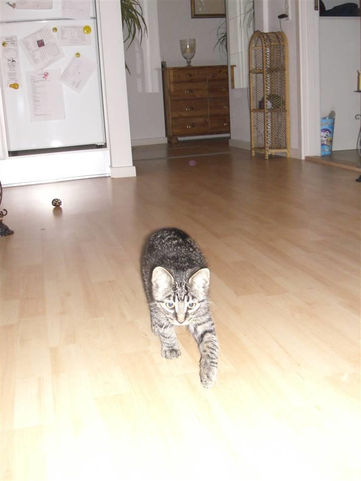 Blanding af racer Hector R.I.P - floot:) billede 10